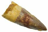 Fossil Spinosaurus Tooth - Real Dinosaur Tooth #349779-1